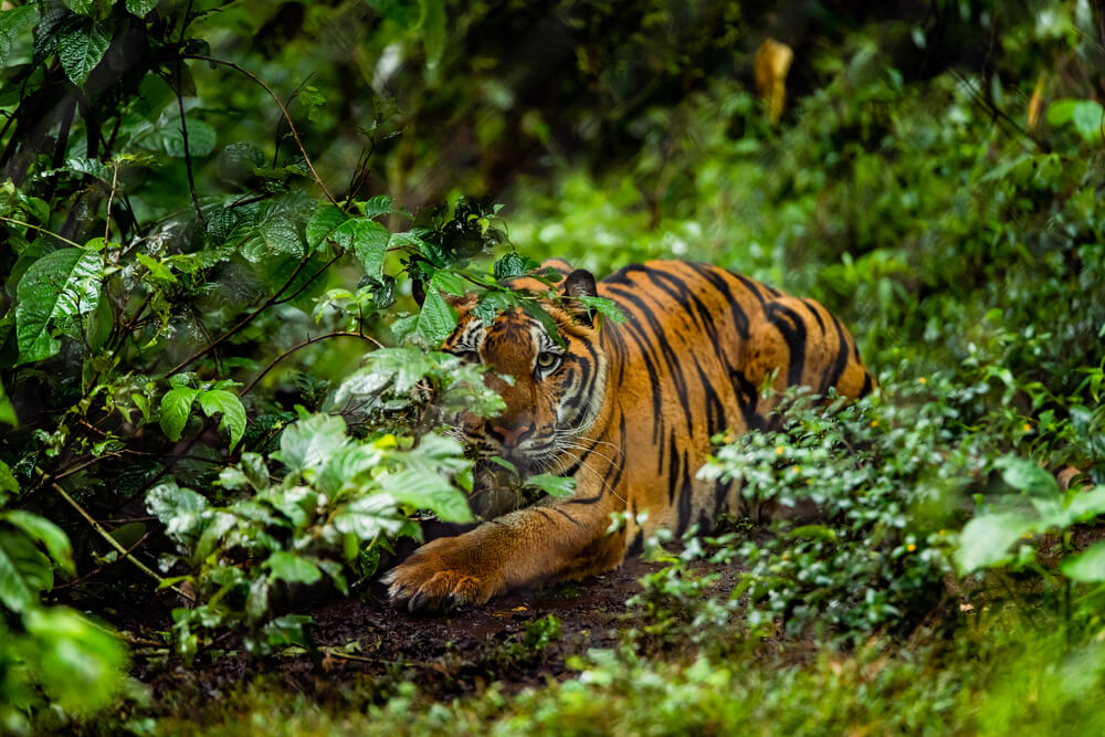  wildlife sanctuaries in India