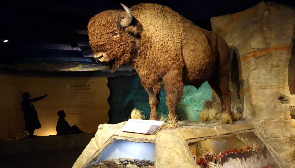 Glenbow Museum Calgary: A bison on display in a museum is one of the best things to do in Calgary.