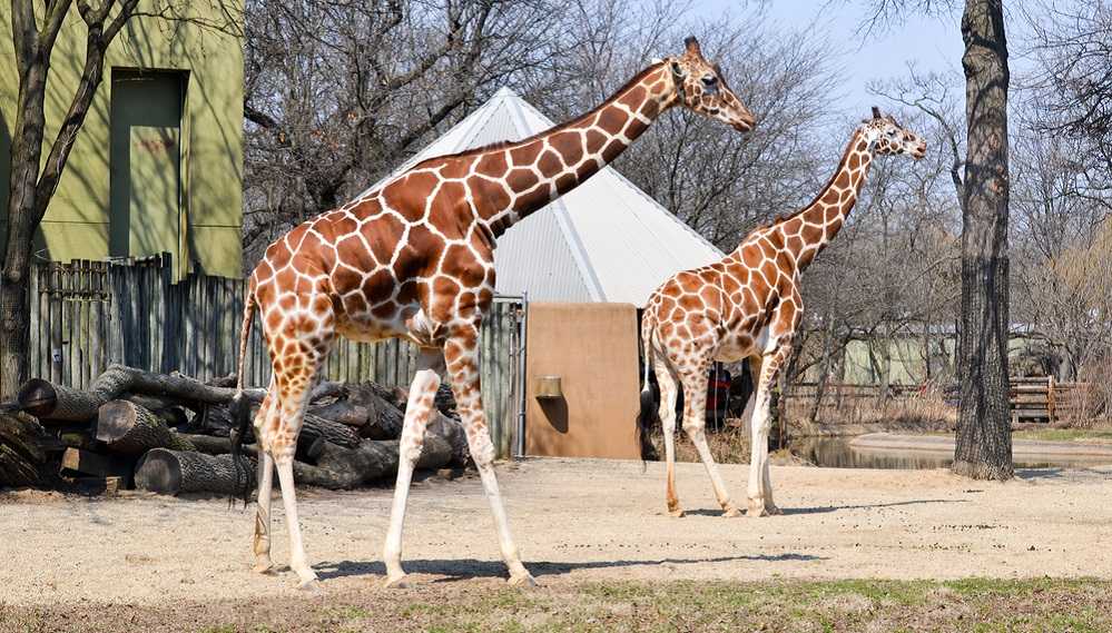 Best Things To Do in Calgary: Two giraffes in a zoo enclosure, one of the best things to do in Calgary.