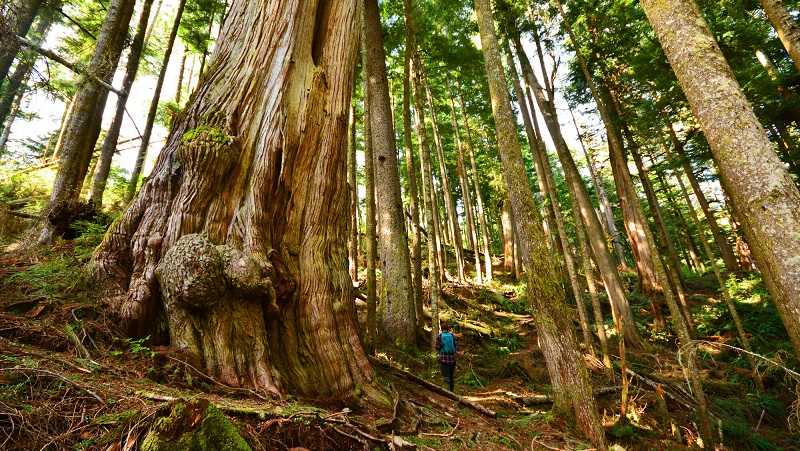 A person is exploring the dense forest on Vancouver Island.