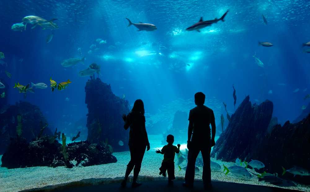 Oceanarium aquarium