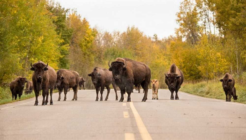 A majestic group of bison gracefully crossing a road, showcasing the natural beauty and wildlife that can be experienced in Edmonton.