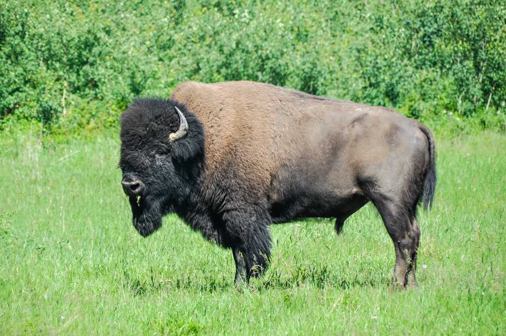 Explore Edmonton: A bison grazing in a grassy field in Edmonton.