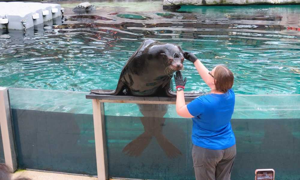 A woman is petting a sea lion at the West Edmonton Mall attractions.