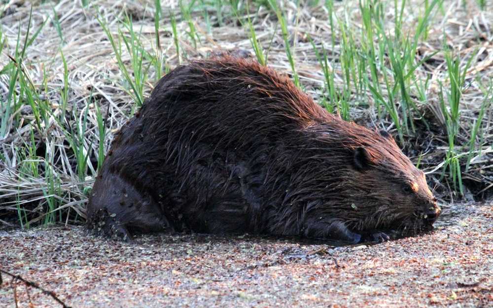 A beaver, symbolizing one of the fun facts about Canada, lying in the dirt.