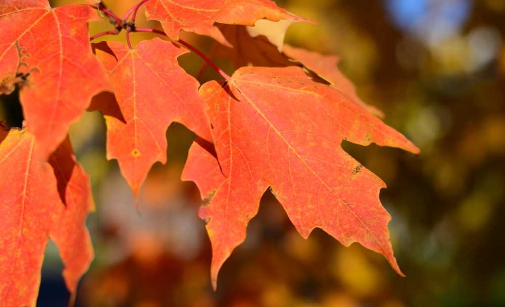 A close up of a leaf in the Canadian Rockies.