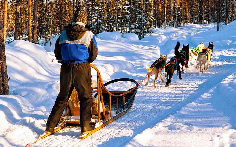 a man in a sled pulling dogs