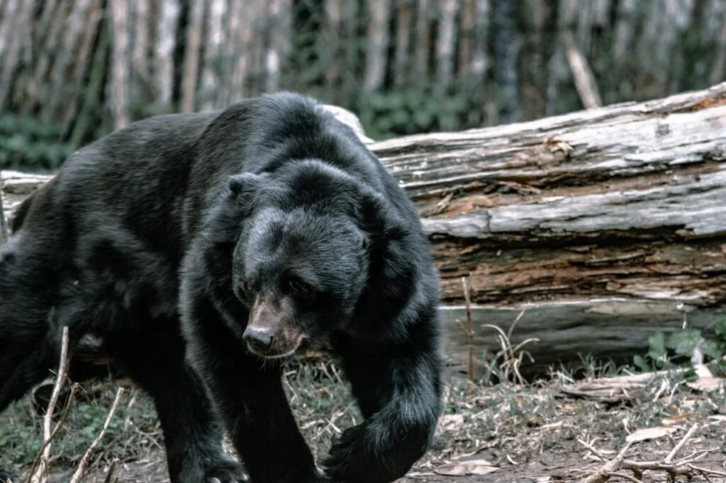 Bear in Athabasca